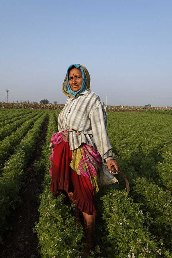 Indian woman working in the field